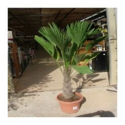 Trachycarpus Wagnerianus -Coníferas Tienda trachycarpus wagnerianus 3