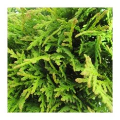 Tuya Occidentalis Danica -Coníferas Tienda tuya occidentalis danica 1