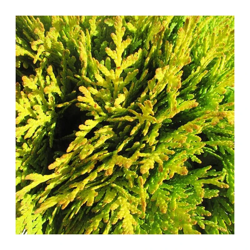 Tuya Occidentalis Danica Aurea 4 Tuya Occidentalis Danica Aurea - Imagen 2