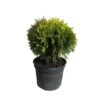 Tuya Occidentalis Danica Aurea -Coníferas Tienda tuya occidentalis danica aurea