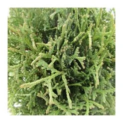 Tuya Occidentalis Tiny Tim 5 Tuya Occidentalis Tiny Tim -Coníferas Tienda tuya occidentalis tiny tim 1