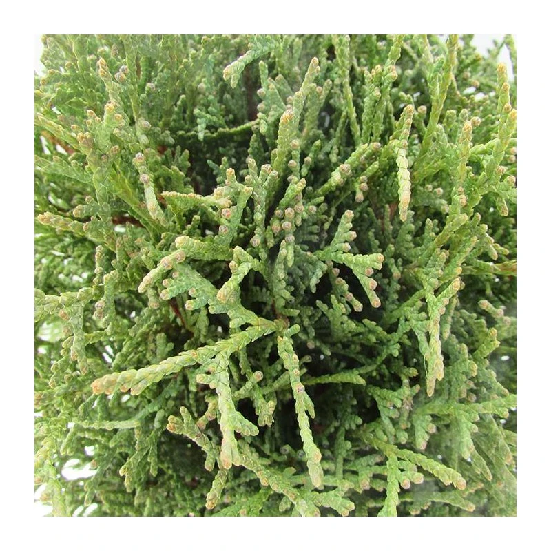 Tuya Occidentalis Tiny Tim 4 Tuya Occidentalis Tiny Tim - Imagen 2