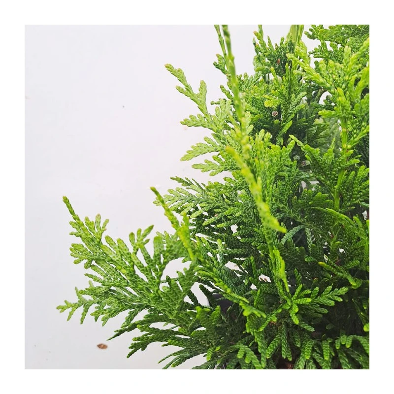 Tuya Plicata Can-can 4 Tuya Plicata Can-can - Imagen 2