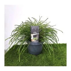 Tuya Plicata Whipcord -Coníferas Tienda tuya plicata whipcord 2