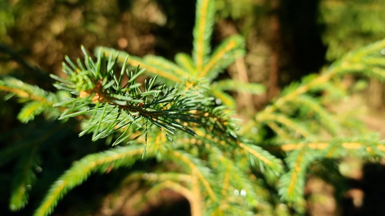 Coníferas Tienda 14 Coníferas Tienda -Coníferas Tienda 140794 776026647 tiny