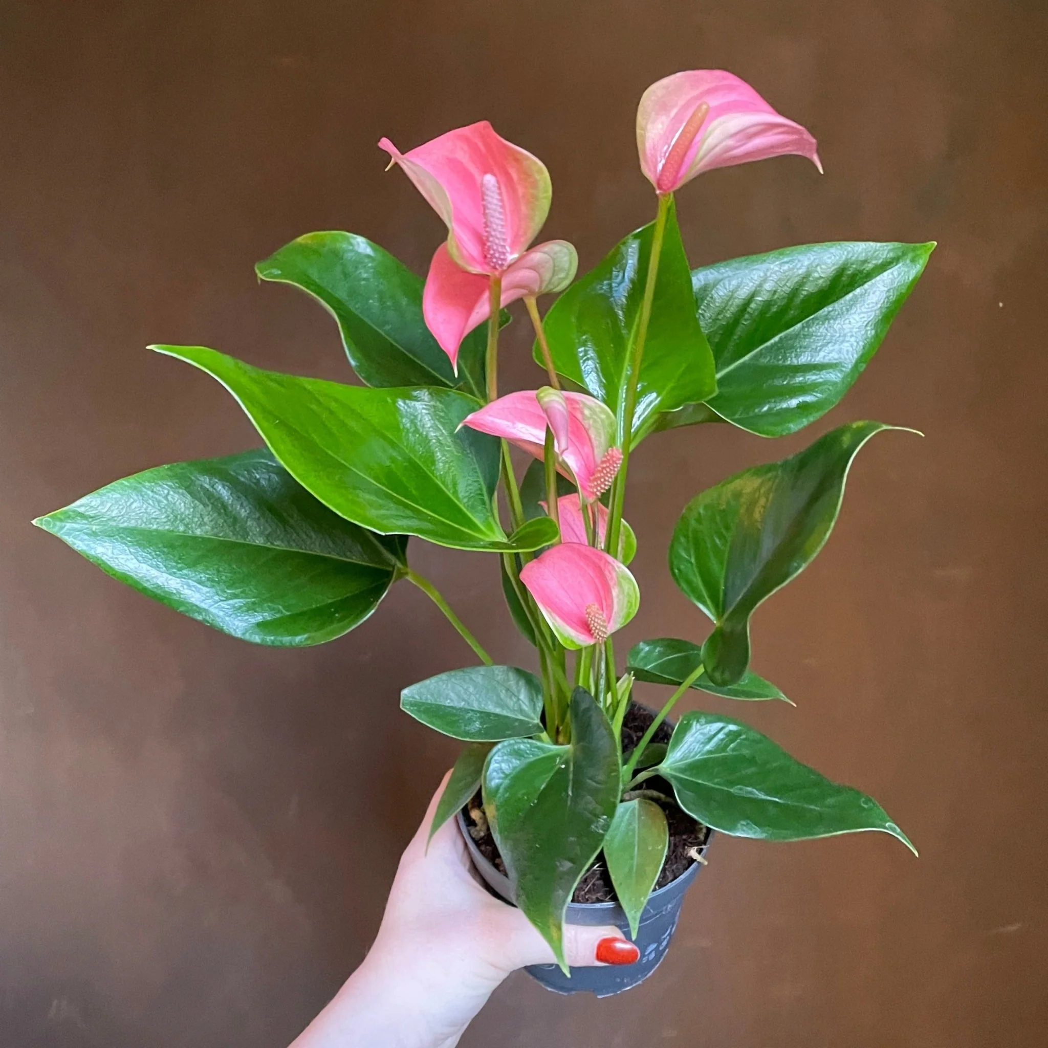 Coníferas Tienda -Coníferas Tienda anthurium joli pink 908729