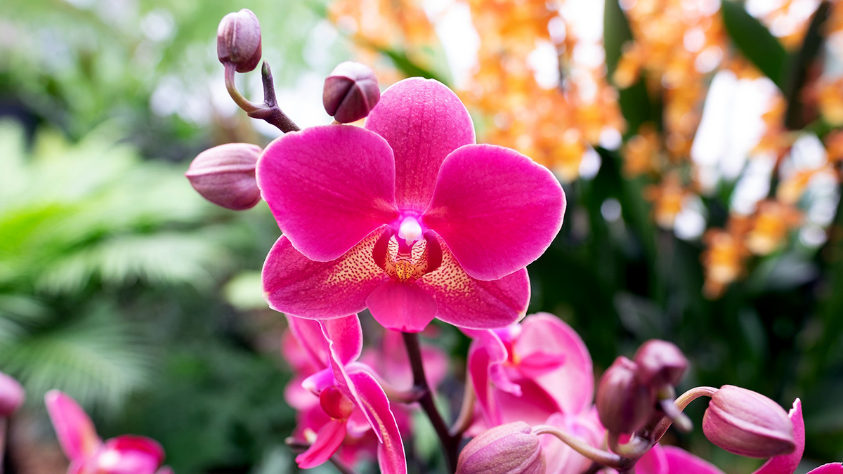 Coníferas Tienda -Coníferas Tienda imagen cabecera cuidadoOrchid