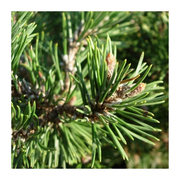 Coníferas Tienda 31 Coníferas Tienda -Coníferas Tienda pino mugo humpy 1 768x768 1