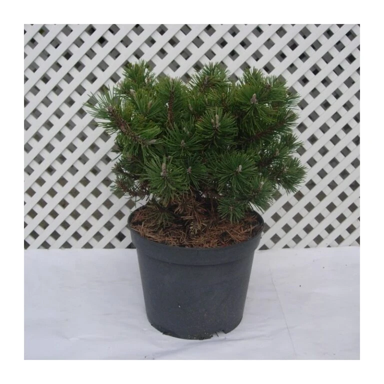 Coníferas Tienda 30 Coníferas Tienda -Coníferas Tienda pino mugo humpy 6 768x768 1